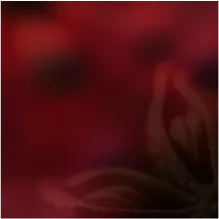 note of cassis, bergamot and star anise.