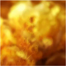 floral notes and malty flavours