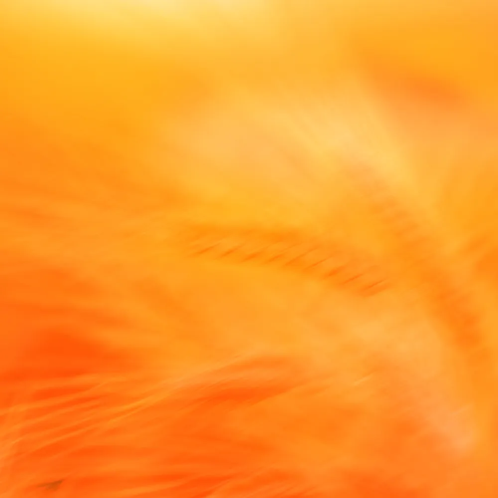 Out of focus golden hues with shadows of barely