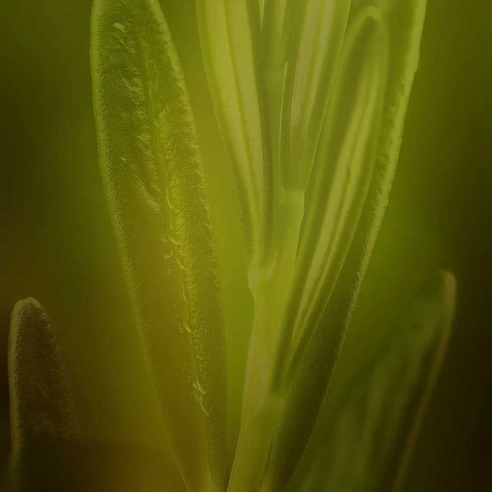 An earthy green blend of colours with a shadow suggestive of a herb