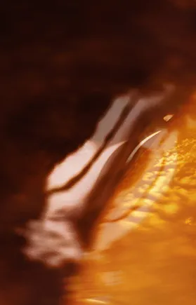 Oranges dipped in mik chocolate.