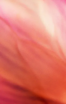 Close up of a flower showing a range of pink and red tones with a sun ray appearing top centre through the petals.