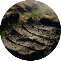 Peat bog
