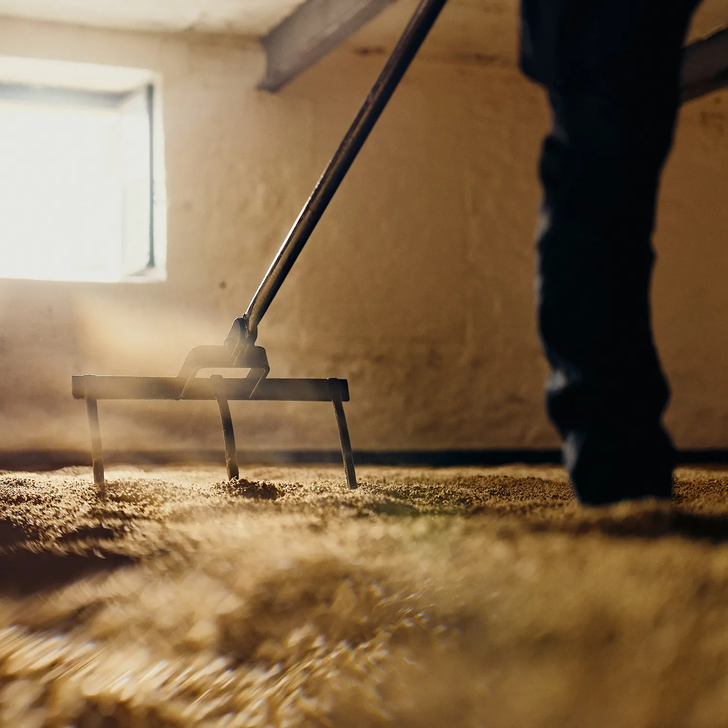 Capture of distillery team hand-turning the grain using shiels as it lies on the malthouse floor
