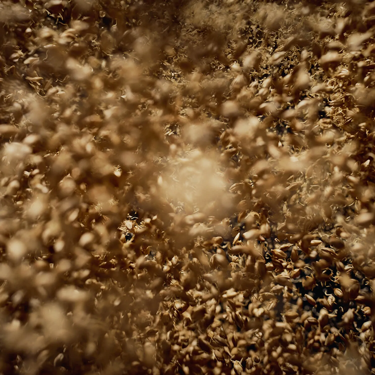Close up of barley shot from overhead.
